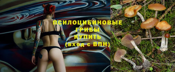 гидра Елизово